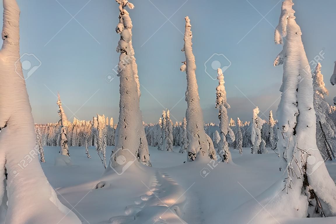 Snow covered trees tykky in Riisitunturi national park, Lapland, Finland.