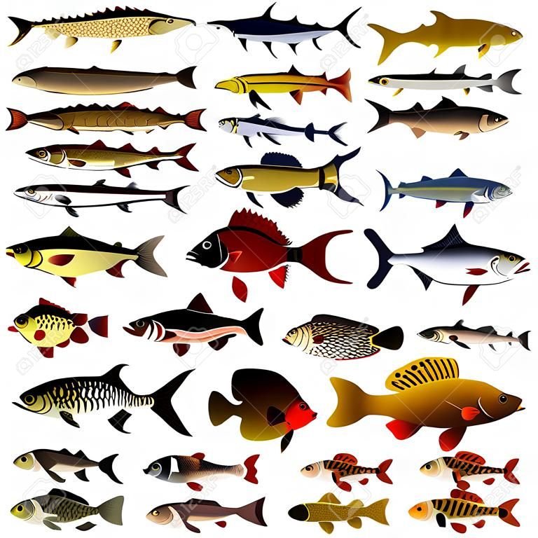 collection of vector images of fish