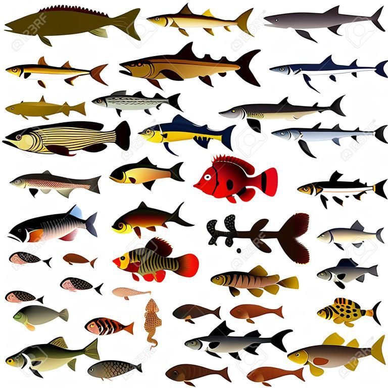 collection of vector images of fish