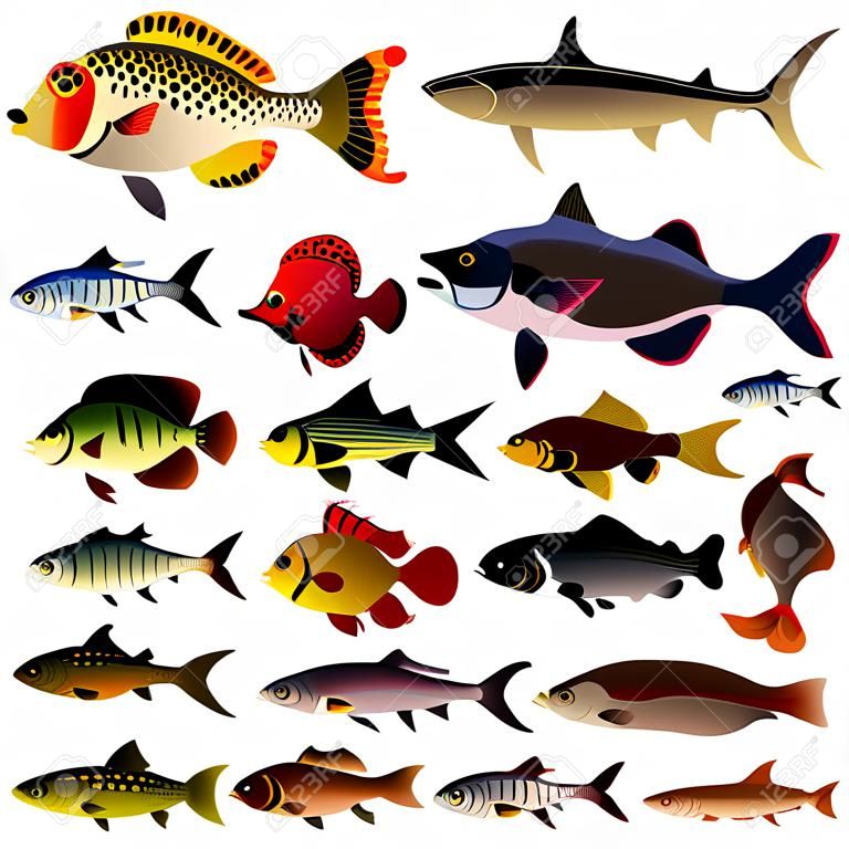 Вектор коллекции рыб