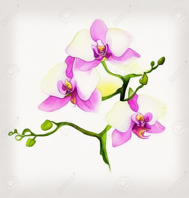 la nuova vista di orchidea acquerello disegnato a mano per la cartolina isolato su sfondo bianco
