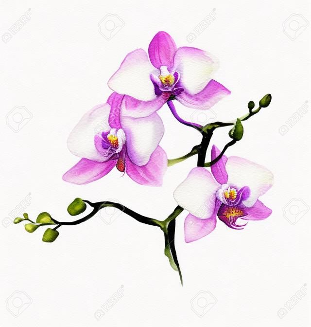 la nouvelle vue d'orchidée aquarelle tirée par la main pour la carte postale isolé sur le fond blanc