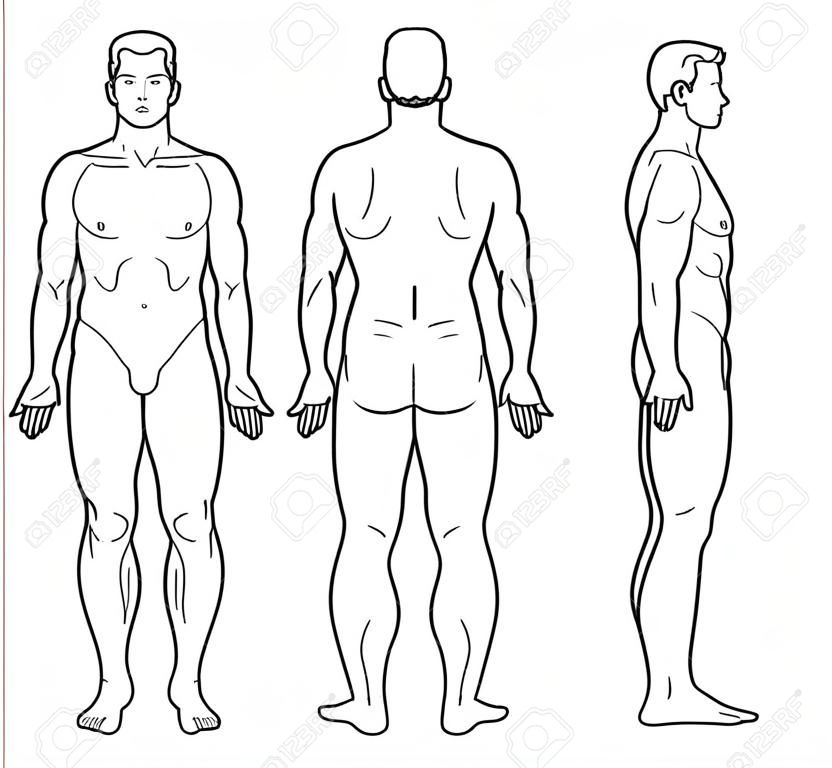 남자의 몸과 남자 해부학의 벡터 그림. 전면, 후면 모습입니다. 개요 Vector Illustration - 벡터