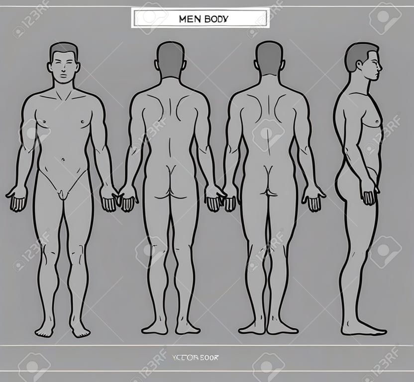 남성의 신체와 남성 해부학의 벡터 llustration 전면 후면 및 측면 보기 개요 벡터 일러스트 벡터