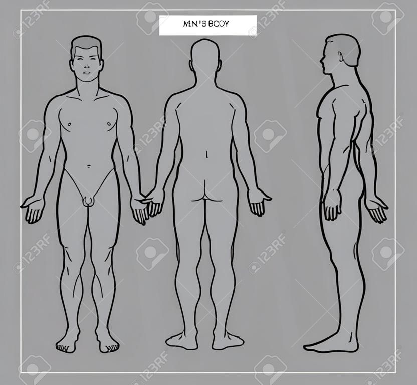 남성의 신체와 남성 해부학의 벡터 llustration 전면 후면 및 측면 보기 개요 벡터 일러스트 벡터