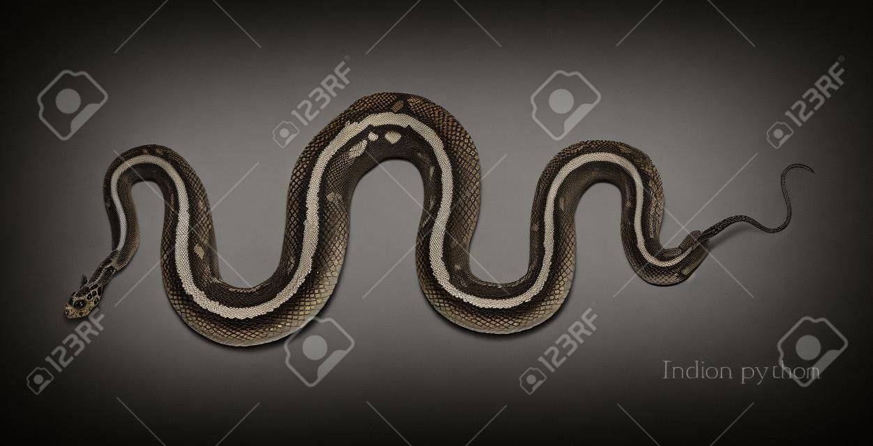 skeleton of an indian python on black background