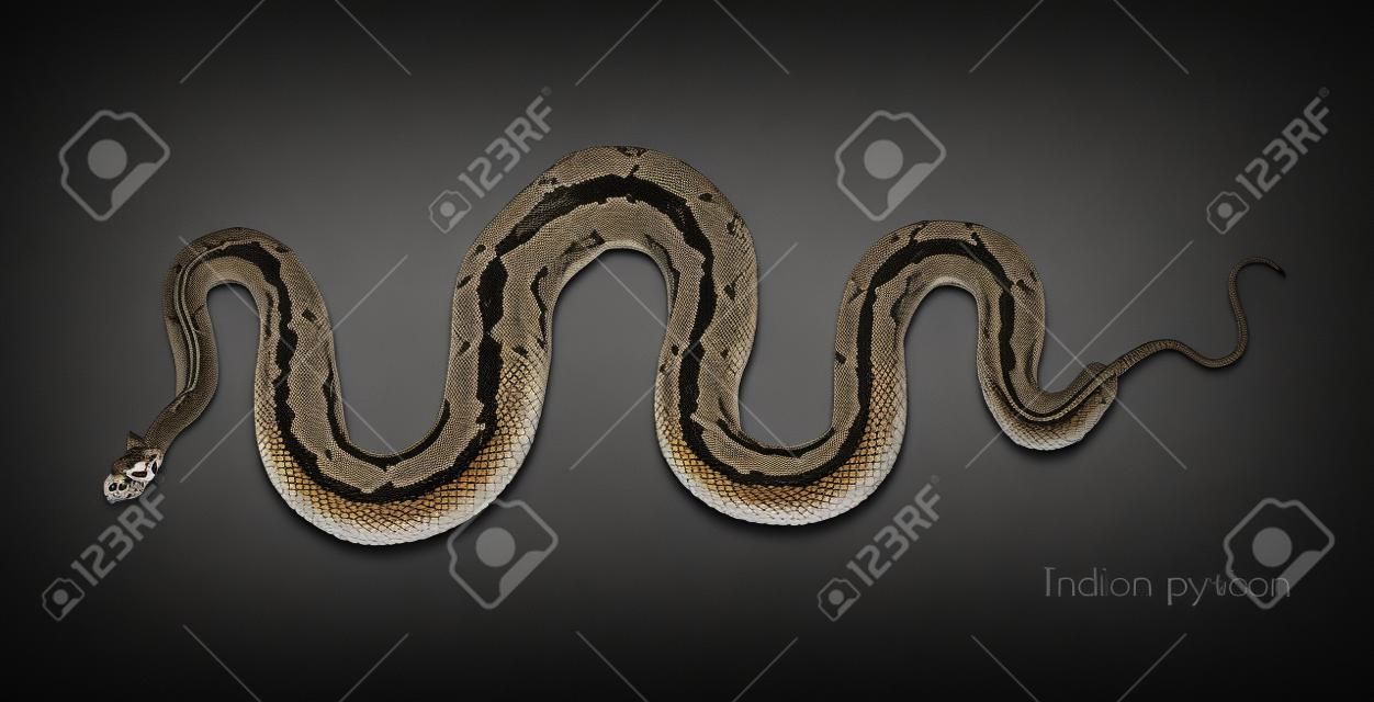 skeleton of an indian python on black background