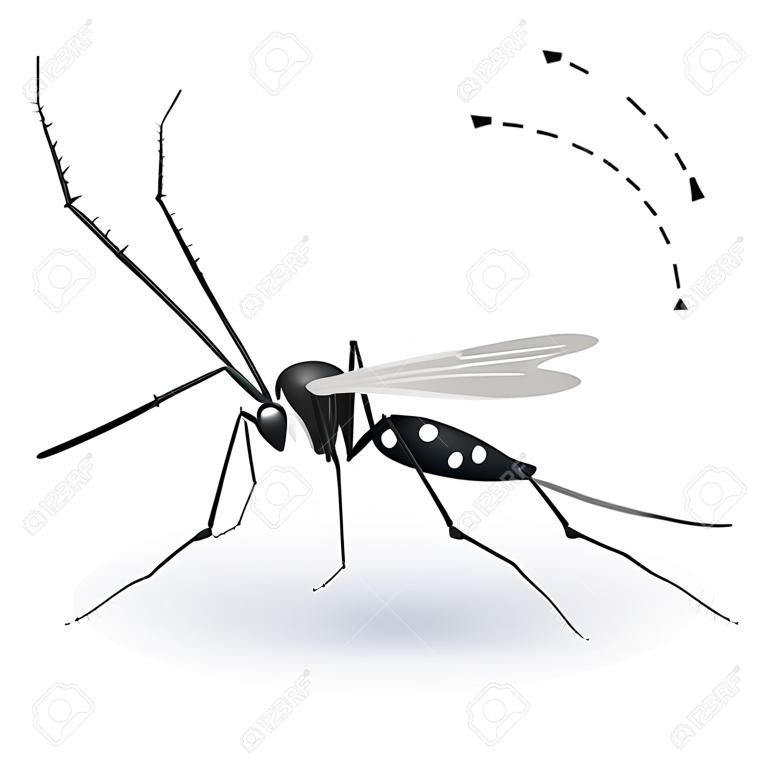 Naturaleza, Aedes aegypti zanco de mosquitos. Ideal para el saneamiento y la atención relacionada con el informativo e institucional