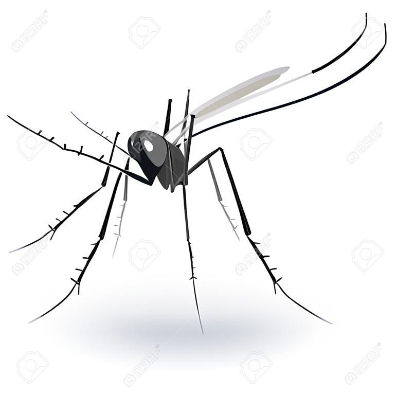 Naturaleza, Aedes aegypti zanco de mosquitos. Ideal para el saneamiento y la atención relacionada con el informativo e institucional