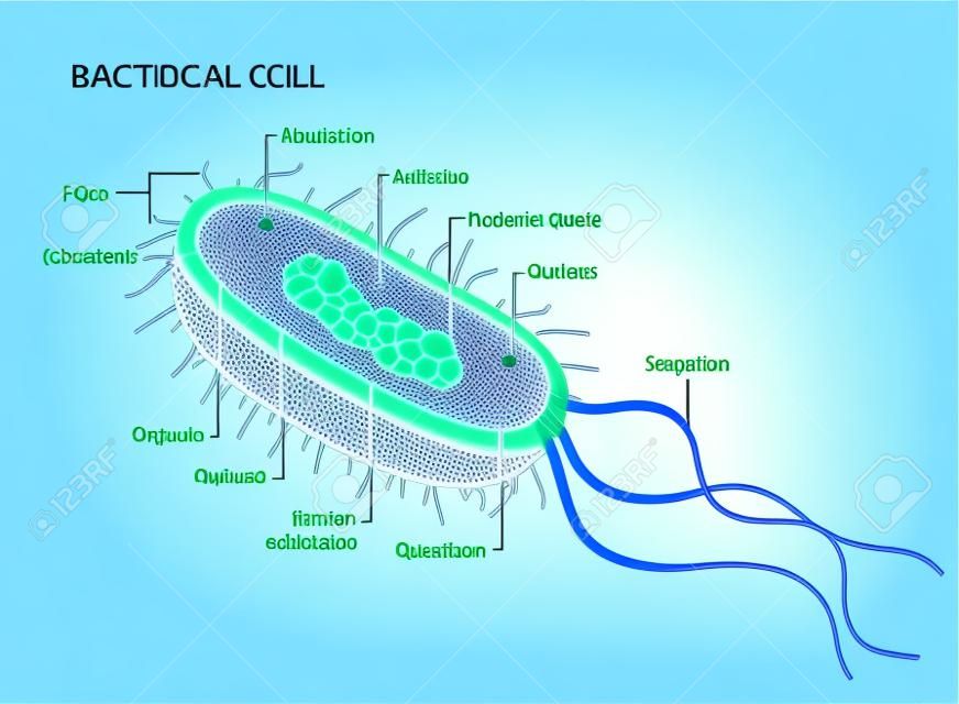 白い背景で分離されたベクトル細菌細胞の解剖学。教育イラスト。