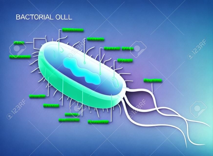 Anatomie des cellules bactériennes vectorielles isolée sur fond blanc. Illustration pédagogique.