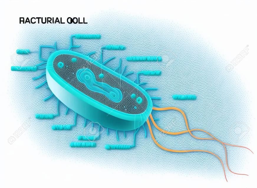 Anatomia della cellula batterica vettoriale isolata su sfondo bianco. Illustrazione educativa.