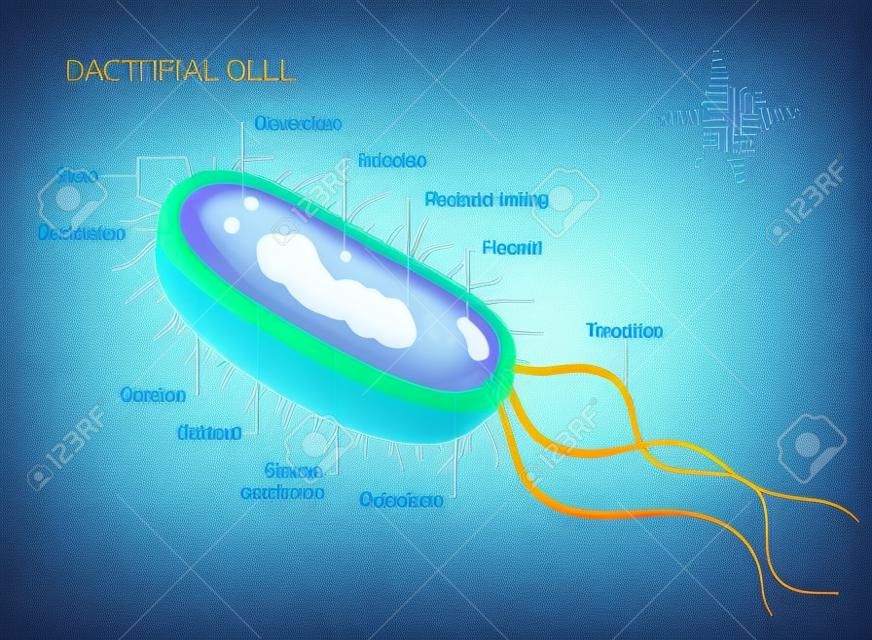 Anatomia della cellula batterica vettoriale isolata su sfondo bianco. Illustrazione educativa.