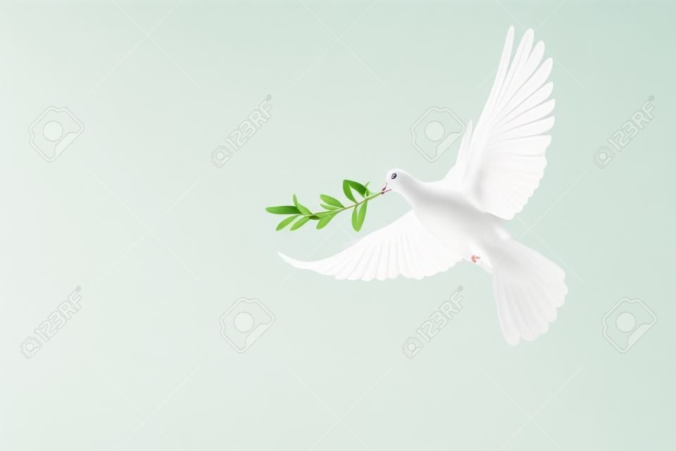 Paloma blanca o paloma blanca con rama de hoja de olivo sobre fondo pastel y camino de recorte y día internacional de la paz, oren por ucrania y sin concepto de guerra
