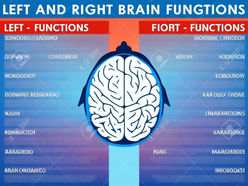 Левый и правый мозг функционирует, функции мозга. Вектор и иллюстрации, EPS 10.