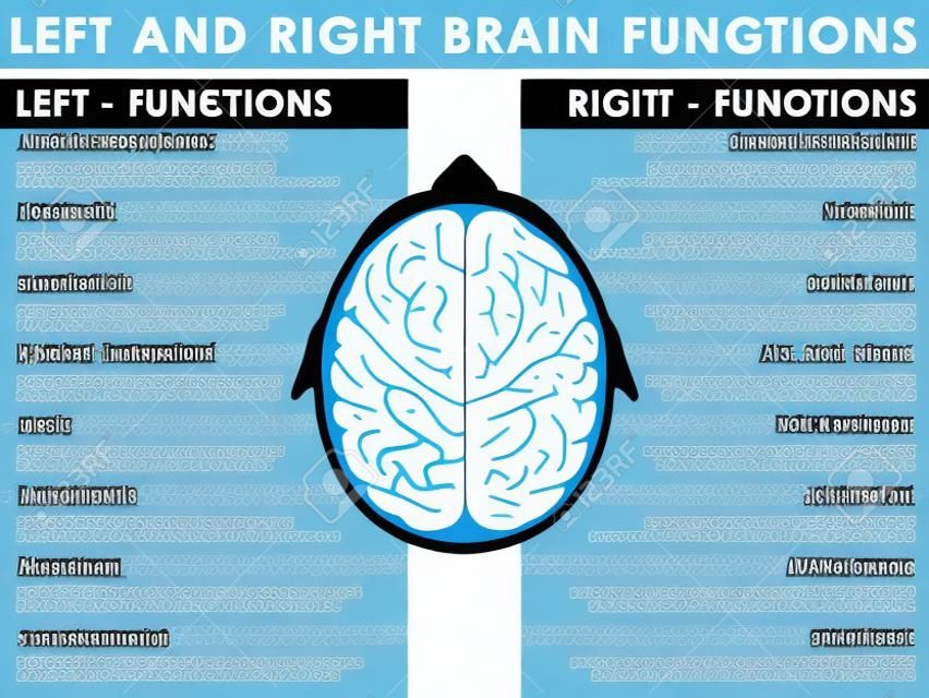 Левый и правый мозг функционирует, функции мозга. Вектор и иллюстрации, EPS 10.