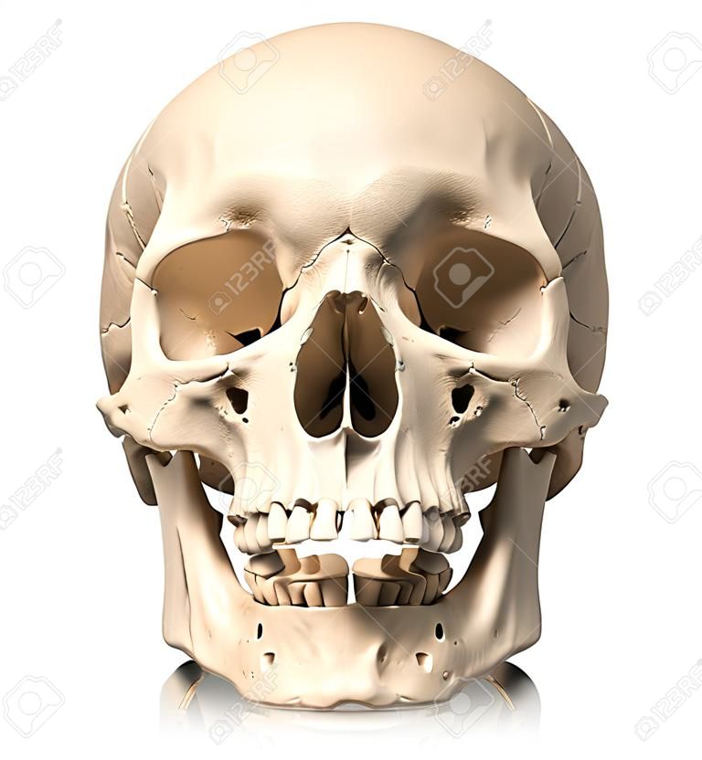 Molto dettagliato e scientificamente corretta, teschio umano, vista frontale. Anatomia immagine.