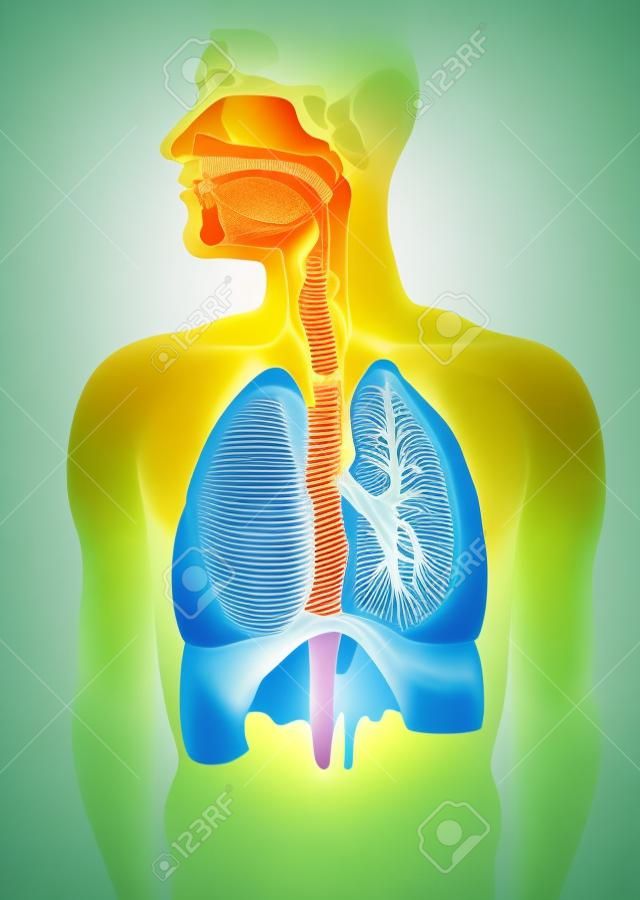 Human pleine section transversale système respiratoire