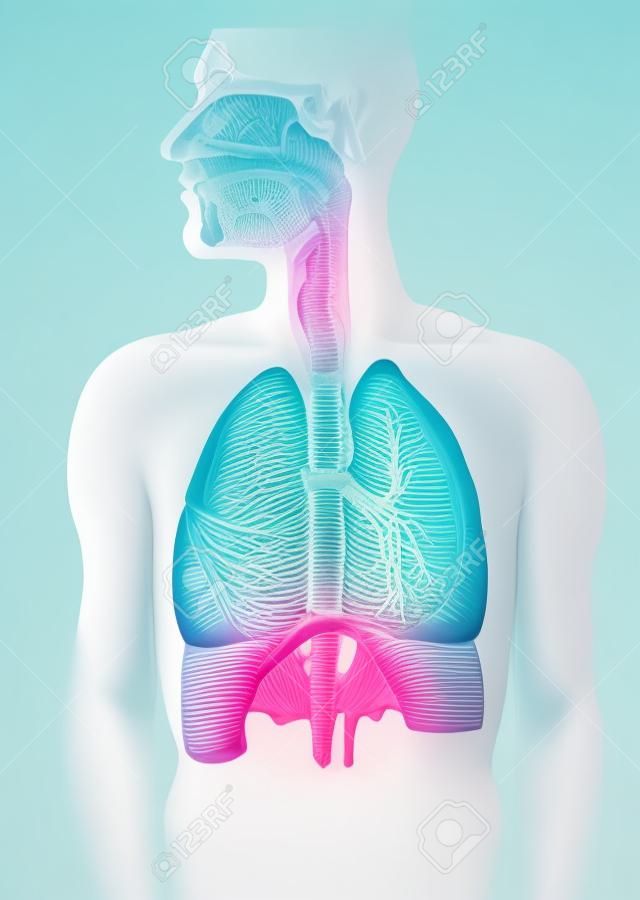 Humanos de todo el sistema respiratorio de sección transversal