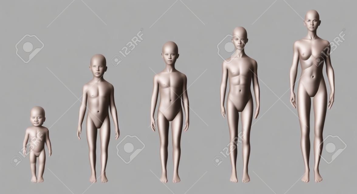 흰색 배경 클리핑 패스에 상대의 몸 모양으로 다섯 가지 나이를 보여주는 다른 연령 단계의 여성 인간의 신체 구조는, 해부학 이미지를 포함