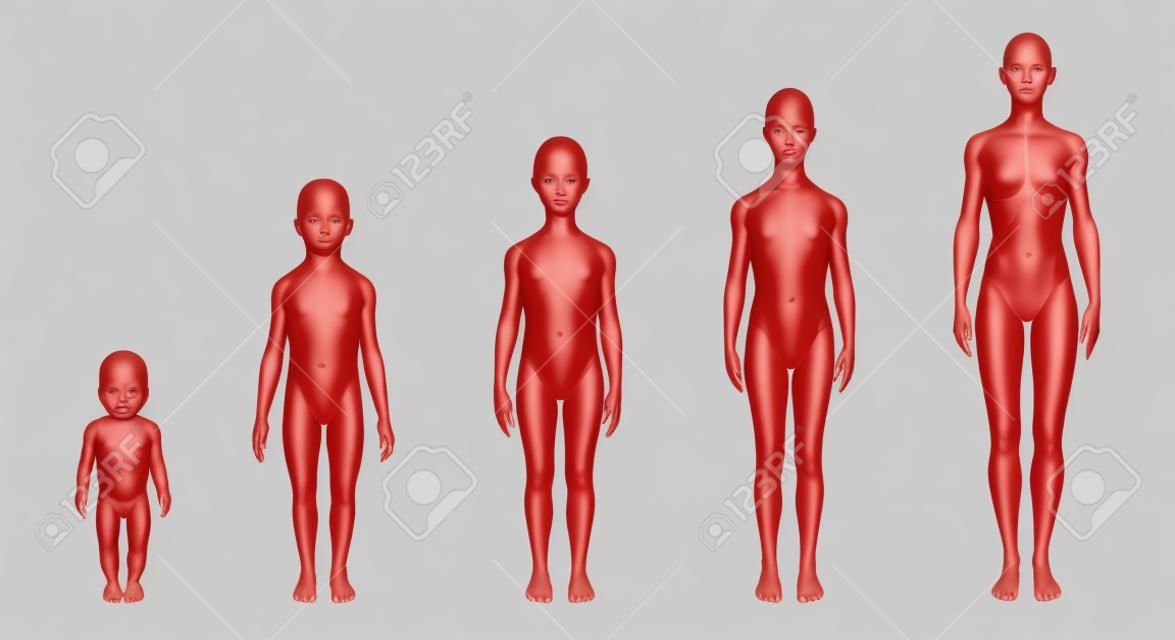 Female human body scheme of different ages stages, showing five different ages with relative body shapes  On white background  Clipping path included  Anatomy image 