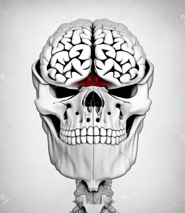 Human skull transversal cross section with brain. Front view on white background.