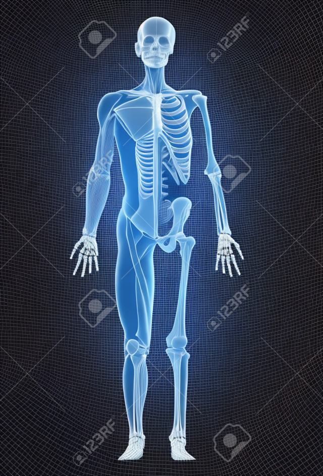 Human body, 3d illustration. Full figure male muscular and skeletal systems, front view on black background.