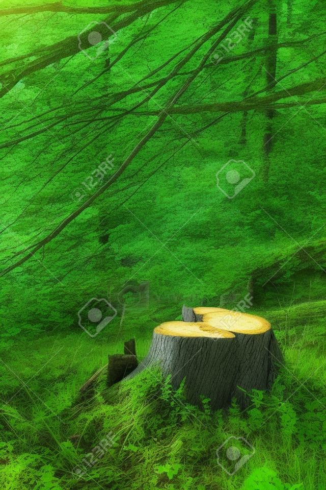 Tree stump in the green forest. Summer in the forest. Copy space