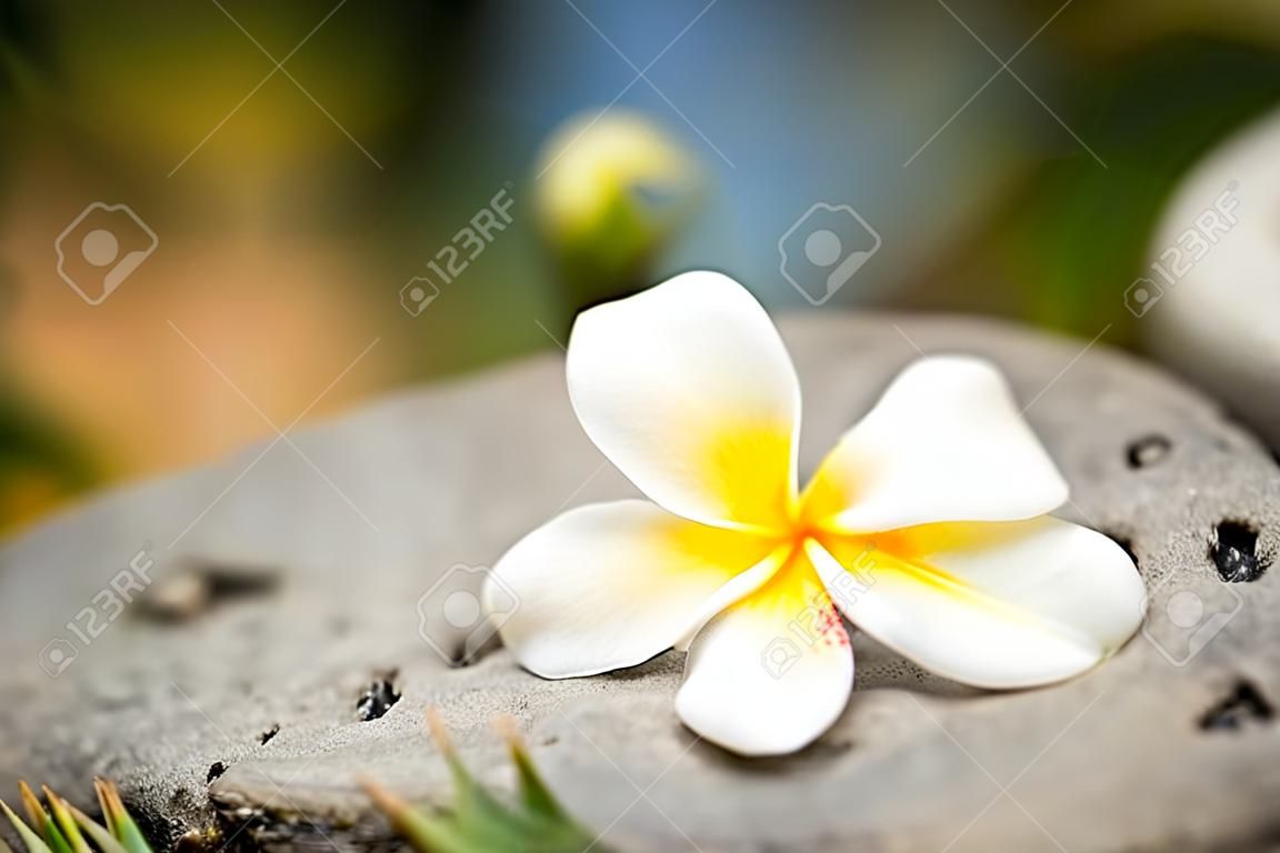 foto ravvicinata di un bellissimo fiore bianco di frangipani spa.