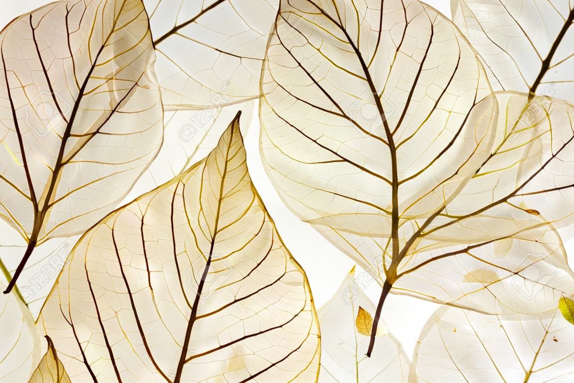 transparenten Blättern