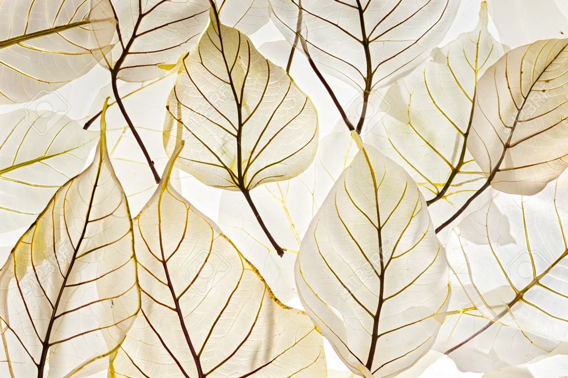 transparenten Blättern