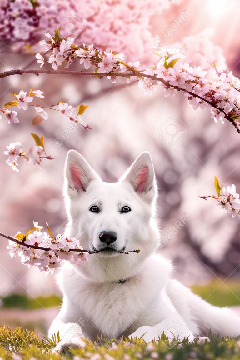 white shepherd dog lying under cherry blossoms in spring with sunshine with a blossoming cherry branch in his mouth