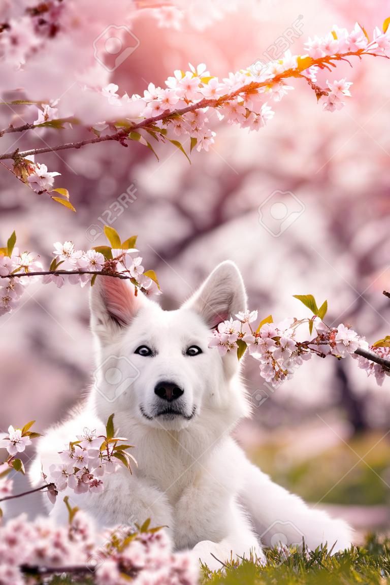 white shepherd dog lying under cherry blossoms in spring with sunshine with a blossoming cherry branch in his mouth