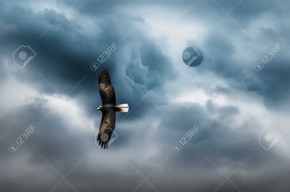 A ave de rapina voando no céu tempestuoso