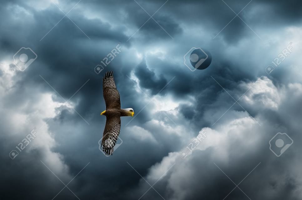 The bird of prey soaring in the stormy sky