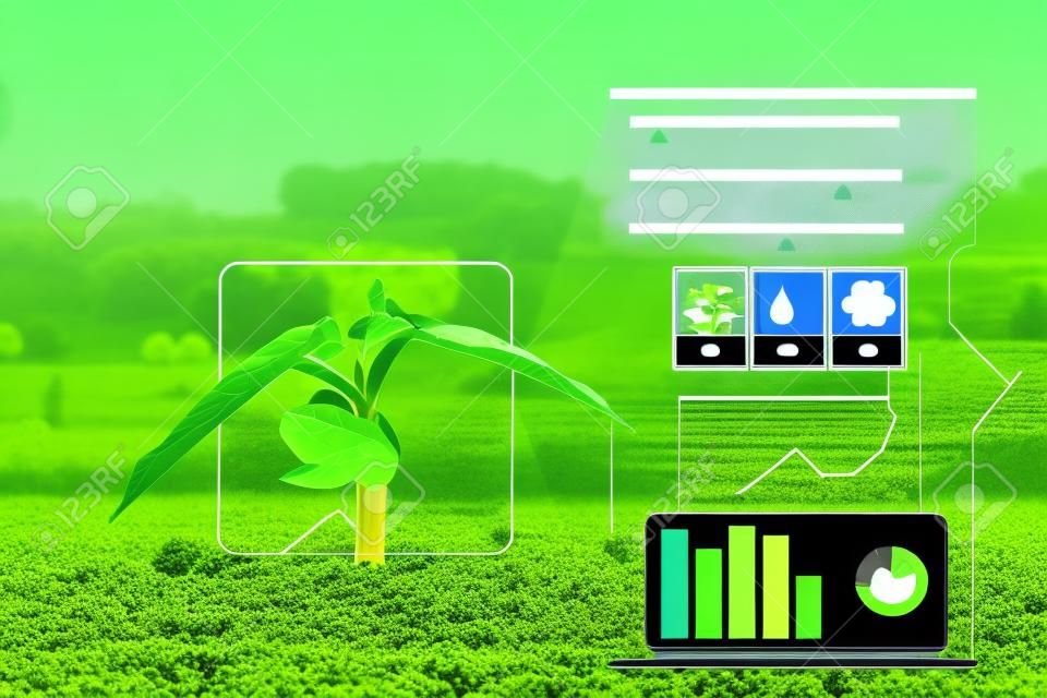 Smart digital farm technology of check the growth of sprougt plants with infographics cyberspace. Innovation technology for agriculture