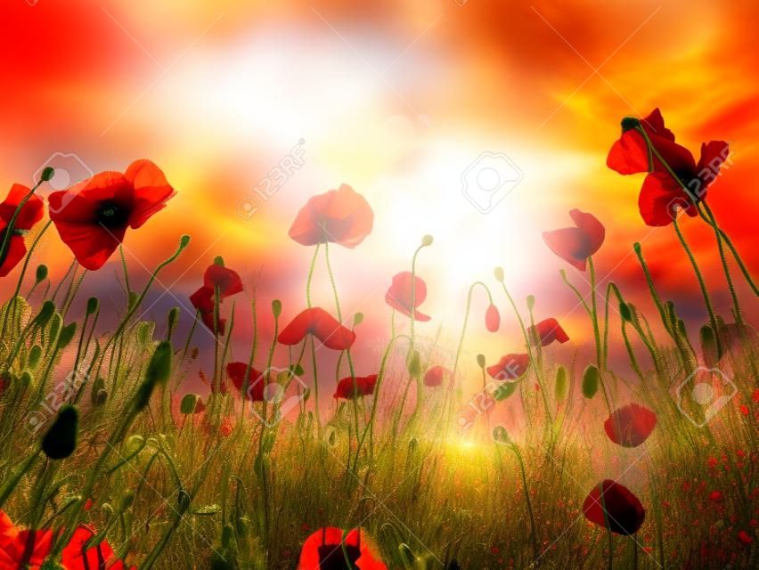 Blühende rote Mohnblumen auf Feld gegen die Sonne, blauer Himmel. Wilde Blumen im Frühling. Dramatischer Tag und wunderschöne Szene. Wunderbares Bild der Tapete. Entdecken Sie die Schönheit der Welt. Künstlerisches Bild.