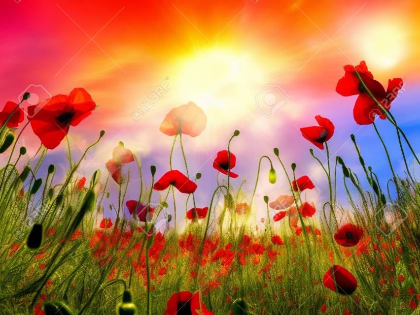 Coquelicots rouges en fleurs sur terrain contre le soleil, ciel bleu. Fleurs sauvages au printemps. Journée dramatique et scène magnifique. Magnifique image de papier peint. Explorez la beauté du monde. Image artistique.