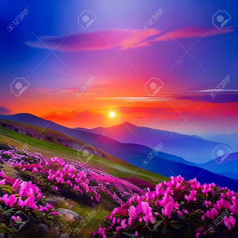 Rosa Blütenrhododendren bei magischem Sonnenuntergang. Standort Karpatenberg, Ukraine, Europa. Beliebtestes Touristenziel. Szenisches Bild der idyllischen Sommertapete. Entdecken Sie die Schönheit der Erde.