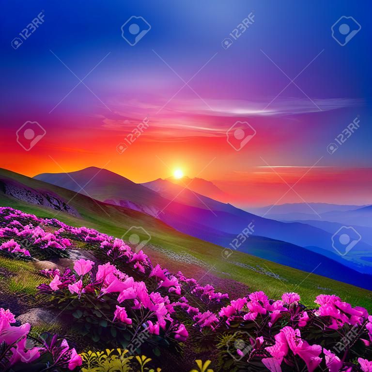 魔法の夕日にピンクの花シャクナゲ。場所カルパティア山、ウクライナ、ヨーロッパ。最も人気のある観光地。牧歌的な夏の壁紙の風光明媚なイメージ。地球の美しさを発見する。