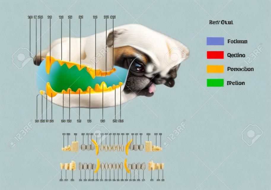 Construção de uma fórmula dentária para cães