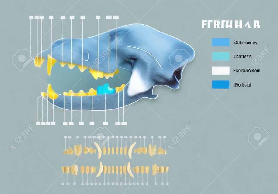 Construction of a dog tooth dental formula