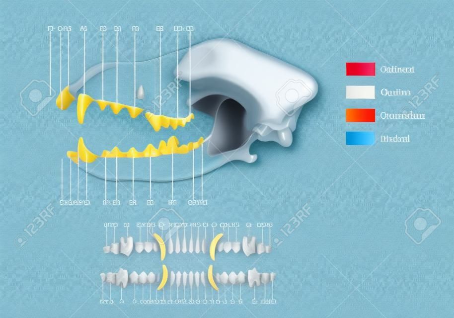 Budowa formuły dentystycznej psiego zęba