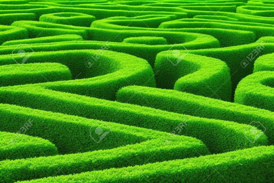 綠色的植物迷宮