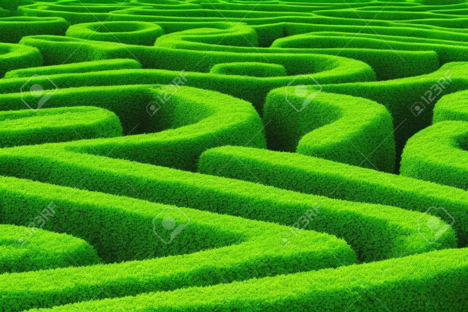 綠色的植物迷宮