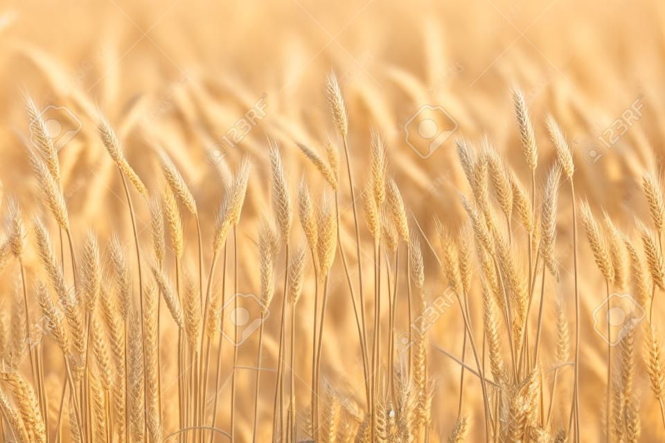 ロシアの畑で熟した小麦の小穂、秋に穀物を収穫、農地