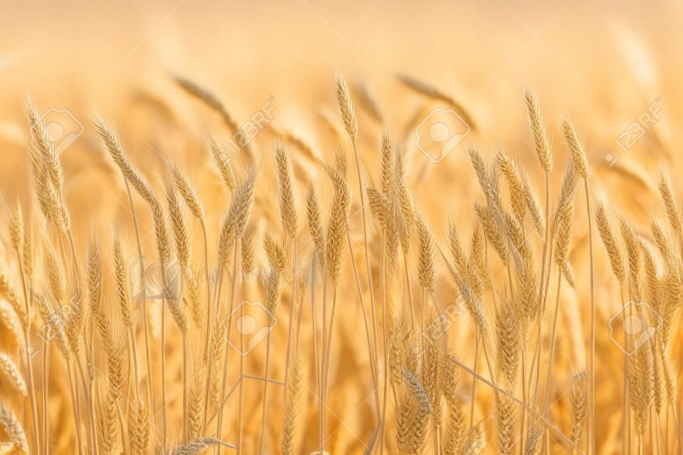 ロシアの畑で熟した小麦の小穂、秋に穀物を収穫、農地