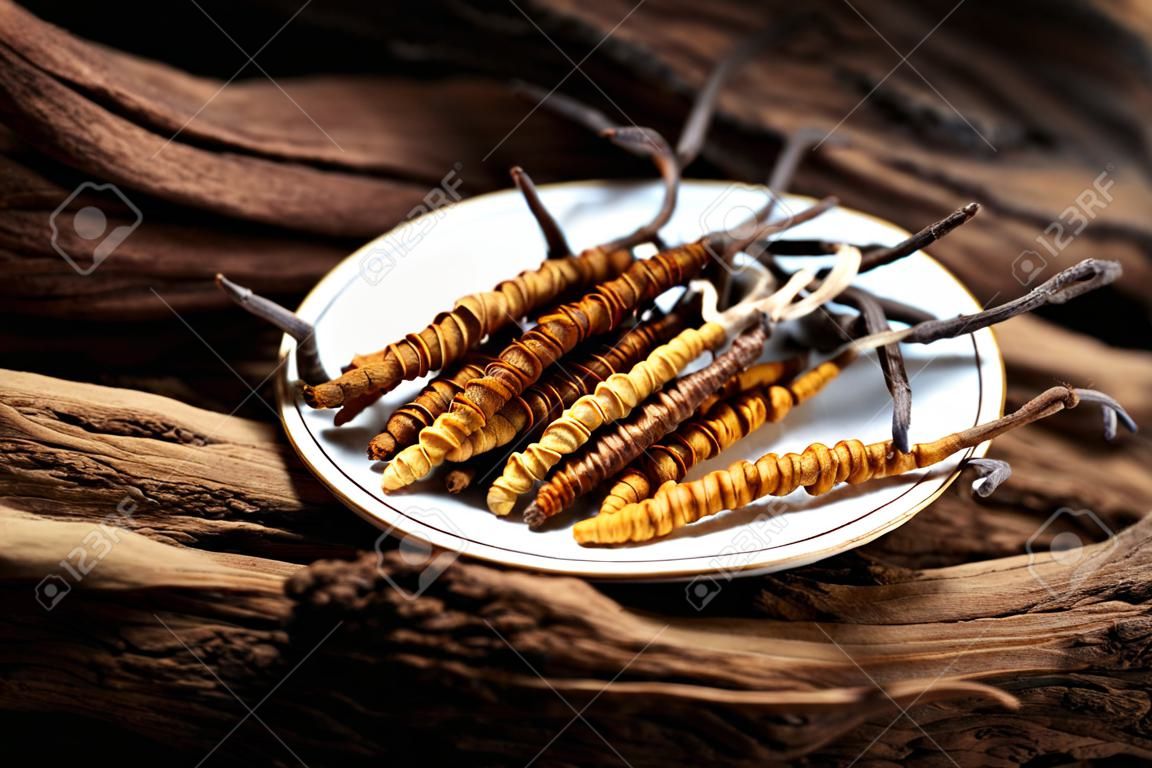 Zbliżenie tradycyjnych chińskich ziół leczniczych, cordyceps sinensis