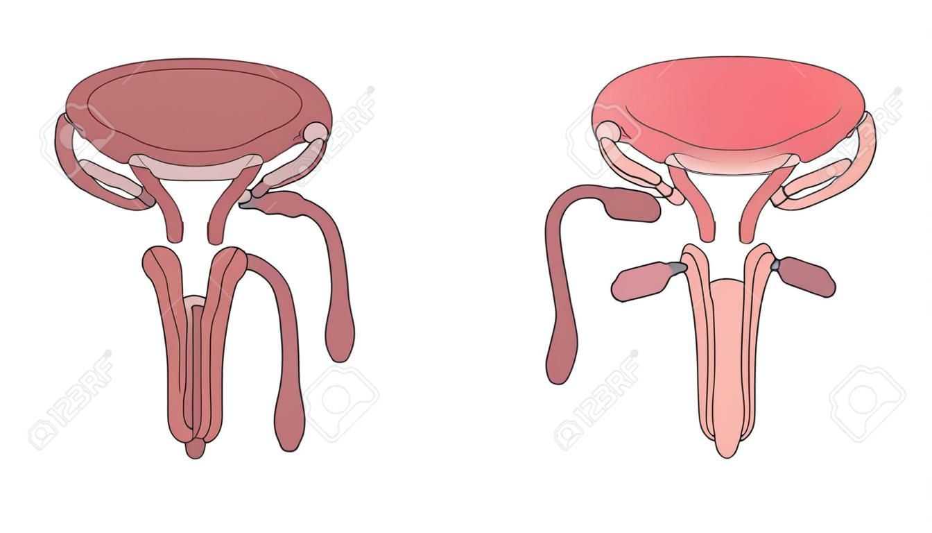 Graphic illustration of male human reproductive system on white background. Male reproductive organ with cross section and whole view.