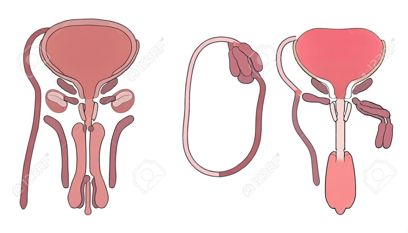 Graphic illustration of male human reproductive system on white background. Male reproductive organ with cross section and whole view.